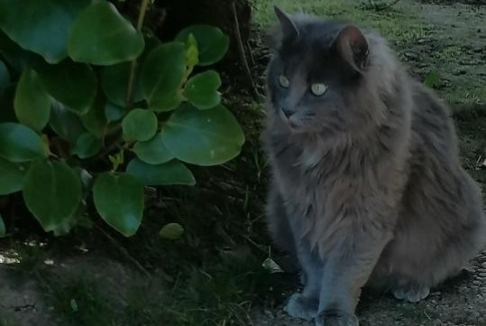 Alerte Disparition Chat croisement Femelle , 1 ans Brest France
